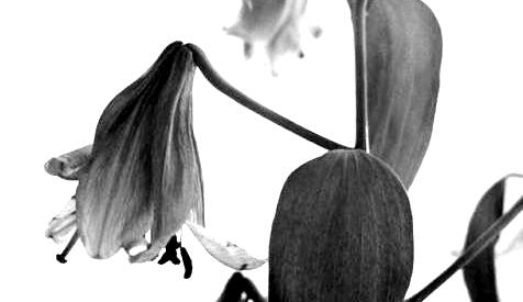 preview art by mvashnic preview art by mvashnic