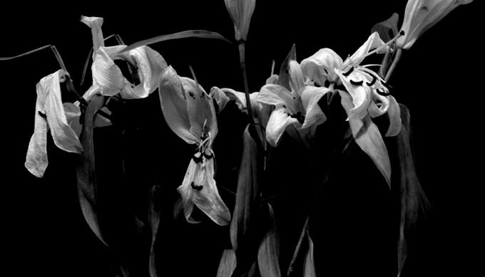 preview art by mvashnic preview art by mvashnic